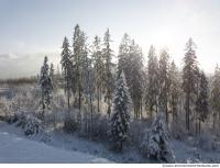 background forest winter 0015